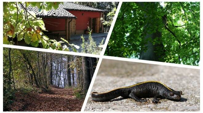 Trekking nel Parco Naturale di Rocchetta Tanaro (AT)