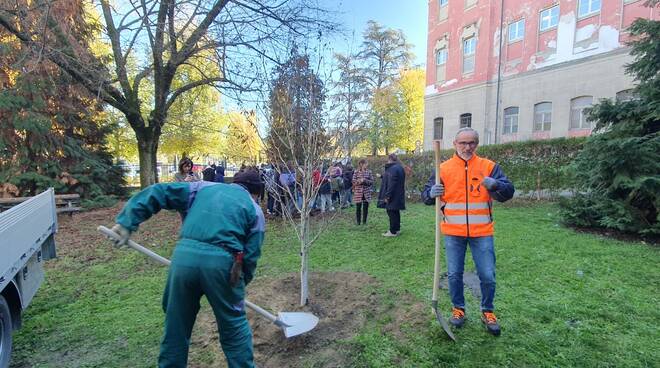 Giornata mondiale dell'albero Alba