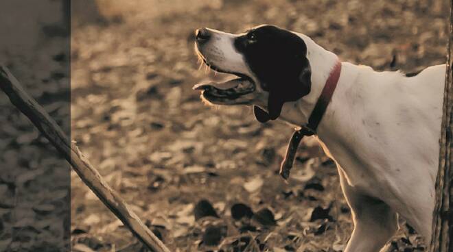 tabui cane da tartufo