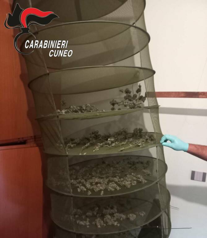 coltivazione di marijuana a monticello alba carabinieri cherasco