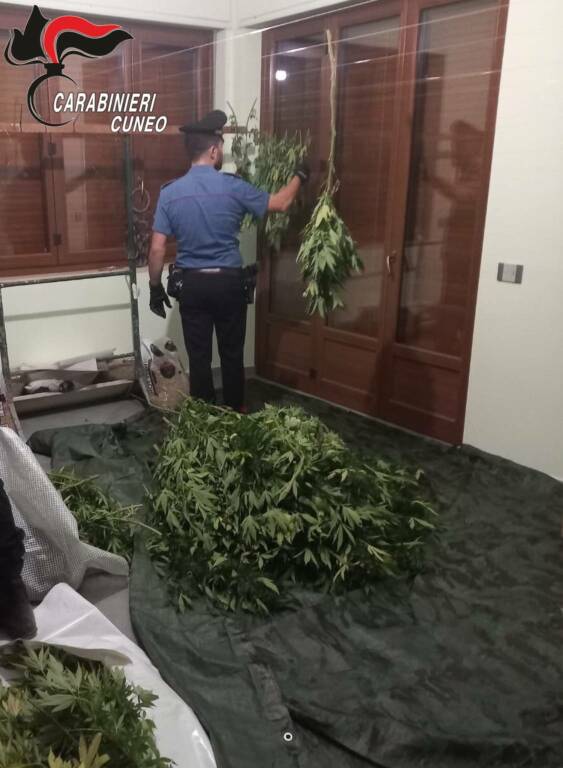 coltivazione di marijuana a monticello alba carabinieri cherasco