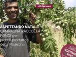 produttori palestinesi rava fava