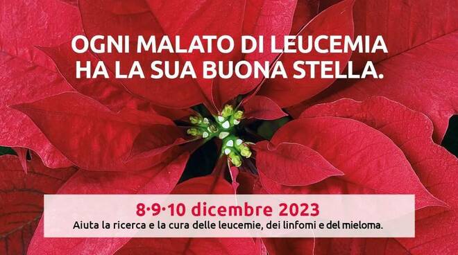 stelle di natale ail 2023 fonte sito ail.it