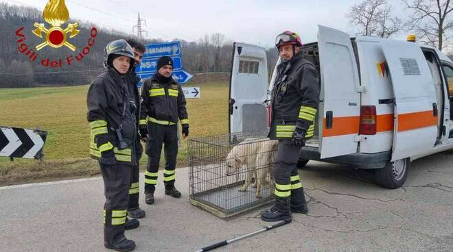 cani salvati montegrosso cinaglio