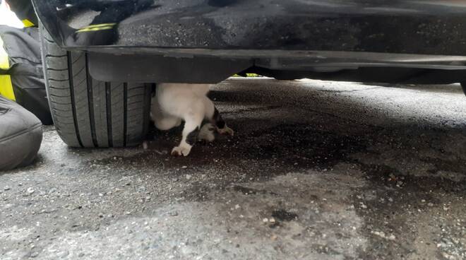 gatto sotto auto vigili del fuoco