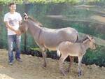 Zonkey