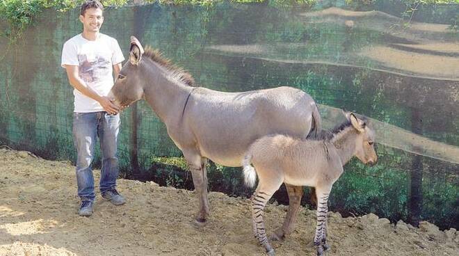 Zonkey