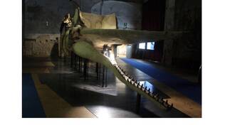 museo paleontologico foto di DERIMAIS ANCONETANI CARLA
