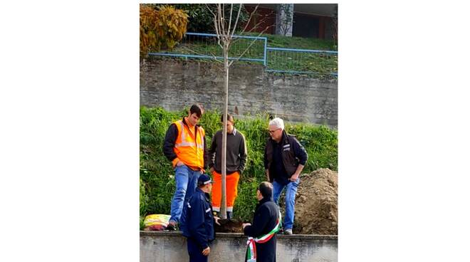 un albero per ogni nato costigliole